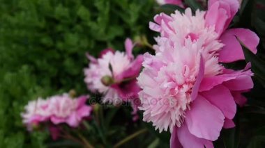 Pembe Şakayık çiçeği makro flowerbed '.