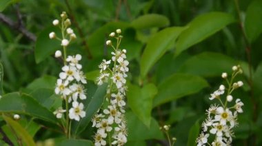 Çiçekli kuş kiraz bahar yakın çekim, dalları Rüzgar. Prunus padus. Video görüntüleri Hd statik kamera çekim..