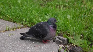 Güvercin Columba livia kaldırımda kalsın. Görüntüleri film.