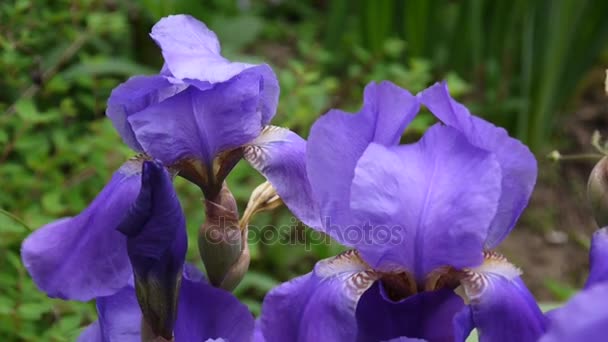 Blue irises moving on the wind. Video footage HD static camera. — Stock Video