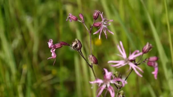 不規則なロビン。Lychnis flos ホワイトロビン極端なクローズ アップ フィールドに、ヨーロッパの植物. — ストック動画