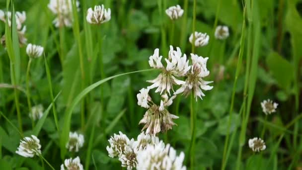 Zbliżenie Koniczyna biała rośliny rosną na łące. Trifolium hybridum — Wideo stockowe