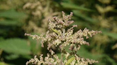 Civanperçemi çiçek kapatın. Achillea millefolium. Tıbbi bitki, tıp alanında bitki. HD video görüntüleri statik kamera çekim..