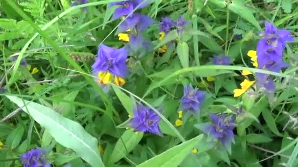 Flores silvestres vaca de madera. Melampyrum nemorosum en el prado de verano — Vídeos de Stock