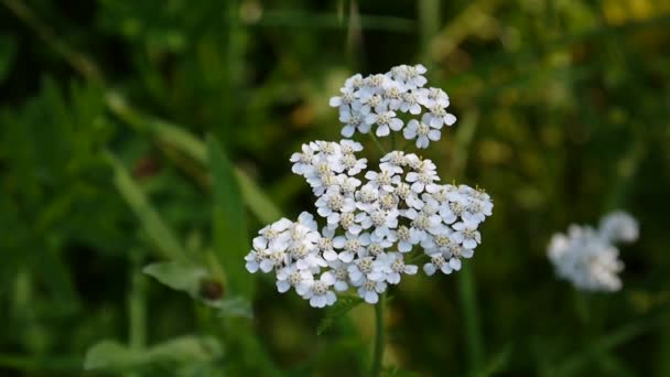 Schafgarbenblüte aus nächster Nähe. Achillea millefolium. Heilkraut, Heilpflanze auf dem Feld. HD-Videoaufnahmen von statischen Kameras. — Stockvideo