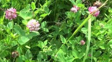 Çayır çimen panorama Steadicam kullanarak. Video görüntüleri hareketli kamera.