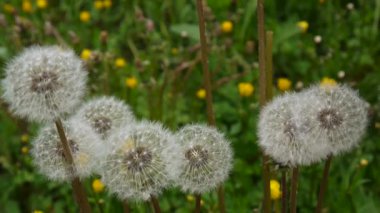 Beyaz hindiba hafif rüzgarda sallandı. Video görüntüleri statik kamera çekim.