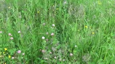 Çayır çimen panorama Steadicam kullanarak. Kamera hareketi.