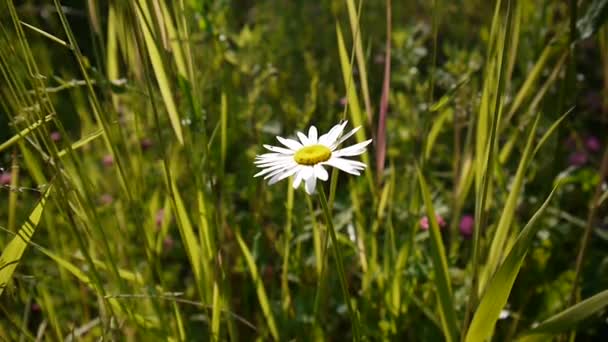 Een prachtige daisy in het groene gras. Videobeelden statische camera. — Stockvideo