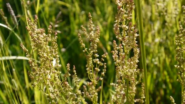 Rumex. Virágzás vad sóska területén. Statikus kamera forgatás. — Stock videók