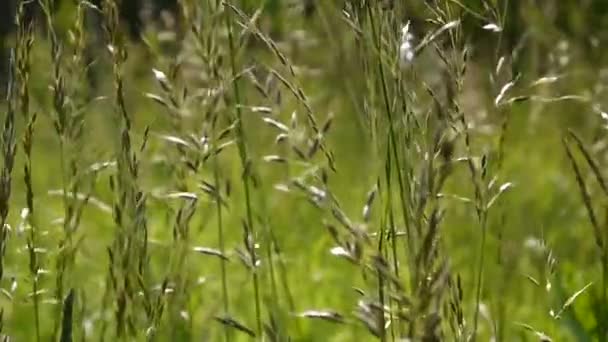 De l'herbe sur le terrain. Vidéo caméra statique .