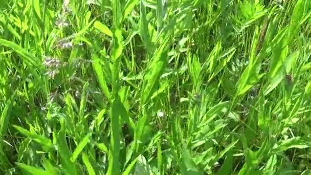 Herbe verte en été mouvement de champ caméra panoramique verticale fermeture de séquences avec steadicam 