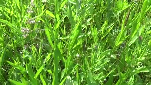 Green grass in summer field motion vertical panorama camera shutting footage with steadicam — Stock Video