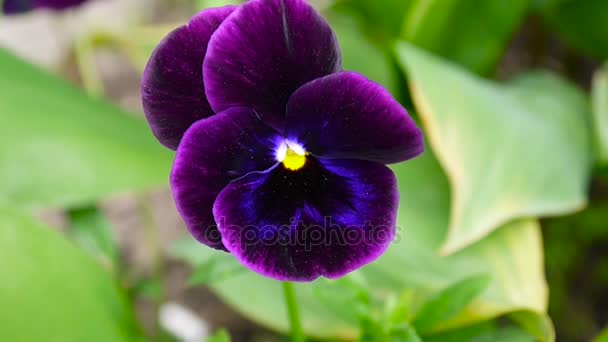 Floraison avec des culottes de couleur pourpre. Vent doux se déplaçant à travers les fleurs. Vidéo HD prise de vue caméra statique . — Video