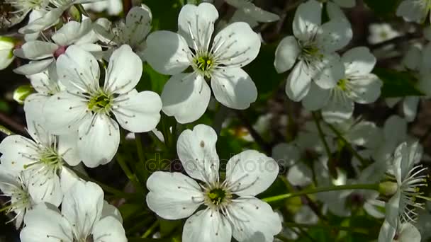 Arbre à fleurs branche de cerisier fleurissant sur le vent. Vidéo prise de vue caméra statique . — Video