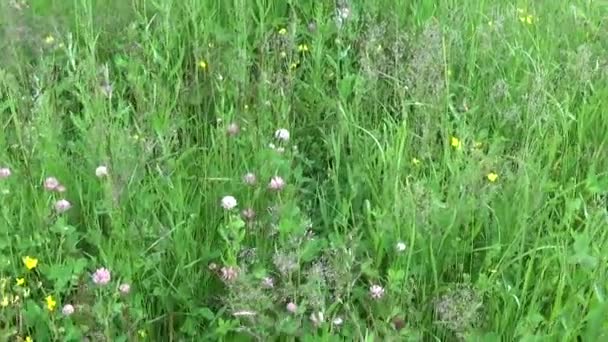 草原草のパノラマはステディカムを使用します。カメラの動き. — ストック動画