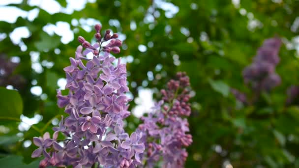 Blühender Zweig von lila violett. Syringa vulgaris. Makroaufnahmen statischer Kamera. Leichtes Schunkeln im Wind. — Stockvideo