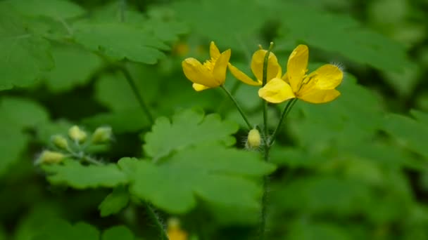Chelidonium majus. Pluizig gele bloem van grotere stinkende gouwe op onscherpe achtergrond in het voorjaar. Videobeelden statische Hd camera. — Stockvideo