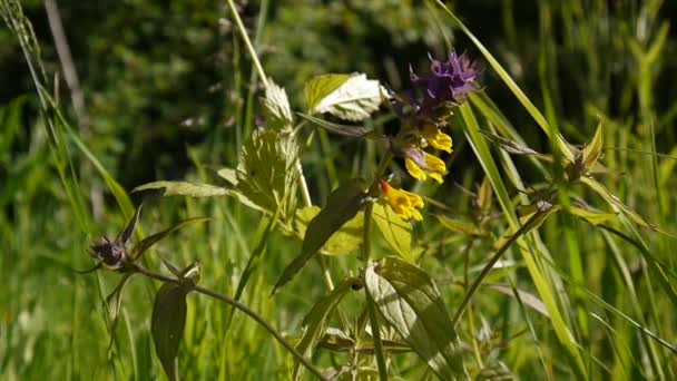 Vilda blommor trä ko. Natt och dag i sommaräng — Stockvideo