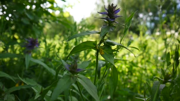 Fiori selvatici mucca di legno. Melampyrum nemorosum nel prato estivo — Video Stock