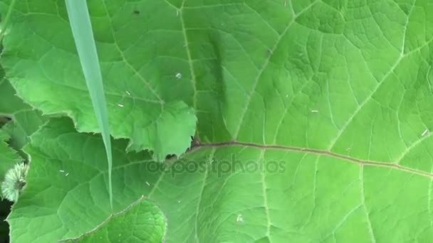 Die grünen Blätter der Kleinen Klette. Arctium. hd video. — Stockvideo