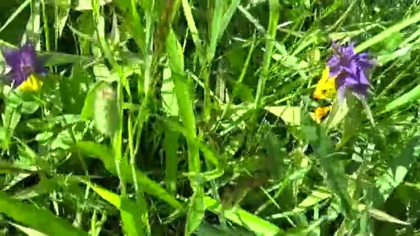 野生花卉木牛。在夏天草地上的 Melampyrum nemorosum — 图库视频影像