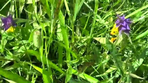 Flores selvagens vaca de madeira. Melampyrum nemorosum no prado de verão — Vídeo de Stock