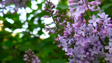 Lila mor çiçekli dal. Syringa vulgaris. Makro çekim sabit kamera. Hafif rüzgarda sallanan. Lila mor çiçekli dal. Syringa vulgaris. Makro çekim sabit kamera.