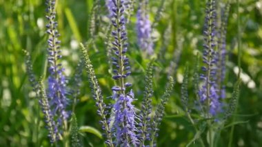 Veronica longifolia. Kır çiçeği alanında. Video görüntüleri statik kamera.