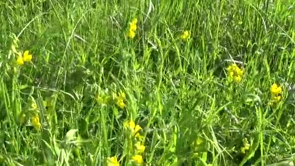Rangschikking grasland wilde bloem in de weide. HD videobeelden beweging camera. Lathyrus pratensis — Stockvideo