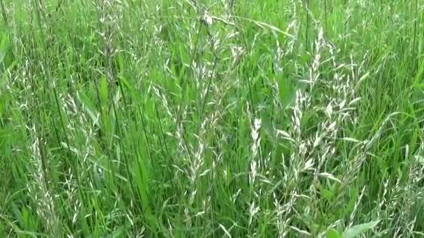 Hierba en el campo. Imágenes de vídeo cámara estática . — Vídeo de stock