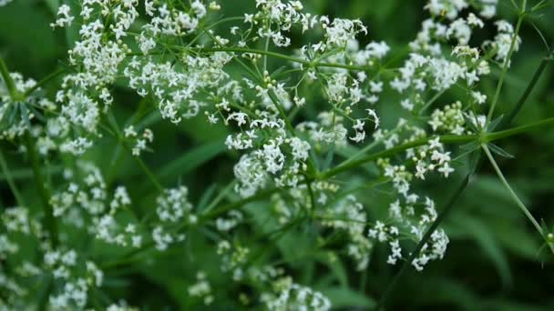 Woodruff Galium rivale florescendo close-up no vento. Filmagem de vídeo filmando câmera estática . — Vídeo de Stock