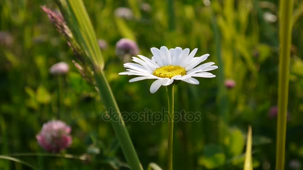 Egy gyönyörű daisy a zöld fűben. Statikus kamera videofelvétel. — Stock videók