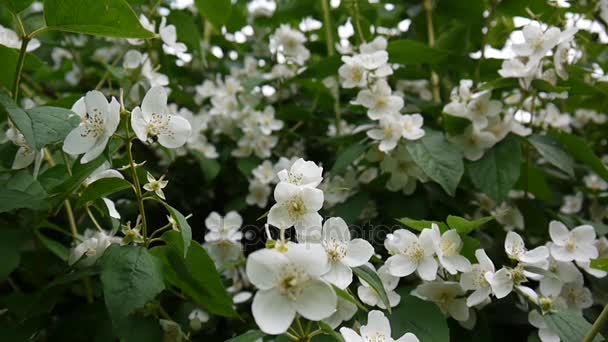 Mock oranje bloei in de wind. schieten statische videocamera. Philadelphus. — Stockvideo