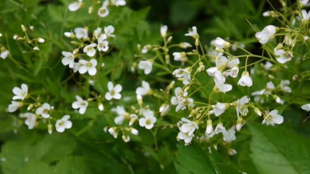 Rzeżucha parviflora małych rdzeń biały kwiat w polu. — Wideo stockowe