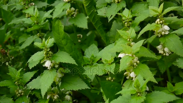 White dead nettle in the forest. Lamium album. HD video footage shooting of static camera. — Stock Video