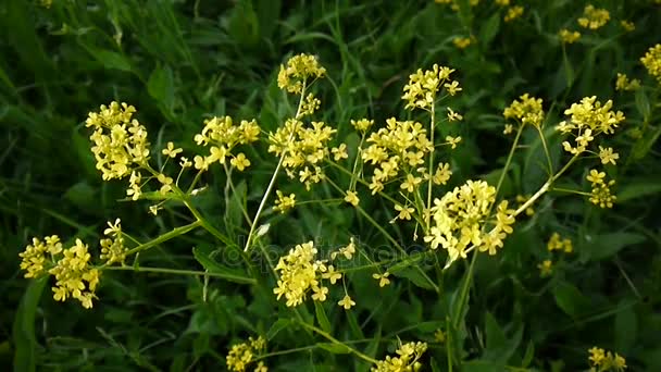 Fleur jaune de viol. Cresson d'hiver. Brassicaceae. Caméra statique . — Video