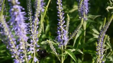 Veronica longifolia. Kır çiçeği alanında. Video görüntüleri statik kamera.