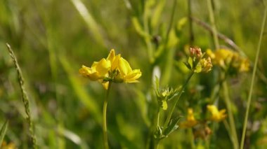 Otlak kır çiçeği çayırda rütbe. Statik kamera çekim görüntüleri kapat. Lathyrus pratensis