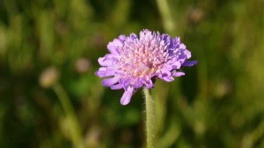 Yakın çekim bir güneşli yaz günü Scabious çiçek dolu. Knautia longifolia. HD video görüntüleri.