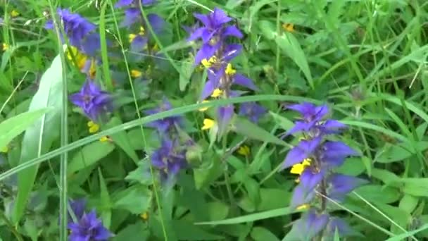 Dzikie kwiaty drewniane krowy. Pszeniec gajowy w letnia łąka — Wideo stockowe