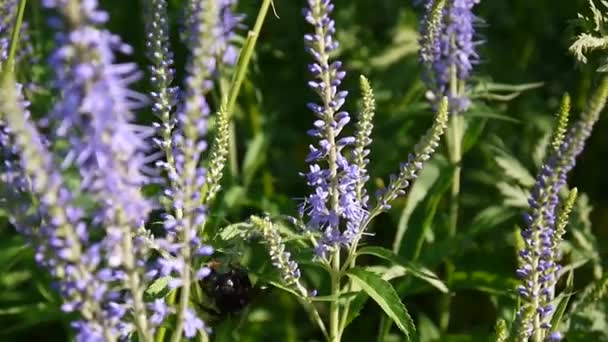 Veronica longifolia. Fleur sauvage dans le champ. Vidéo caméra statique .