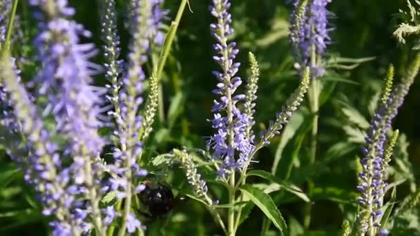 Veronica longifolia. Fleur sauvage dans le champ. Vidéo caméra statique . — Video