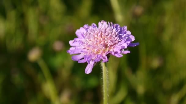 Γκρο πλαν του Scabious λουλούδια σε μια ηλιόλουστη καλοκαιρινή μέρα. Knautia longifolia. Πλάνα βίντεο HD. — Αρχείο Βίντεο