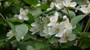 Rüzgarda turuncu çiçek açan alay et. video çekim sabit kamera. Philadelphus.