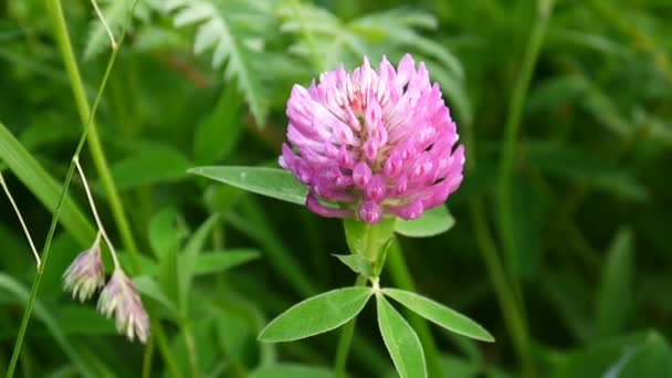 Clover blossom in a field in summer. Trifolium medium. — Stock Video