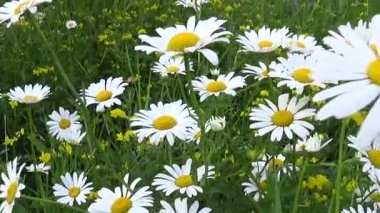 sahada büyüyen papatyalar