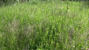 Çayır çimen dikey panorama Steadicam kullanarak. Kamera hareketi.