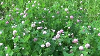 Steadicam kullanarak yaklaşım ile çayır çimen dikey Panoraması. Kamera hareketi.