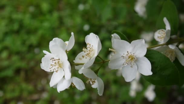 Orangefarbene Blüten aus nächster Nähe im Wind. Videoaufnahmen statischer Kamera. Philadelphus. — Stockvideo